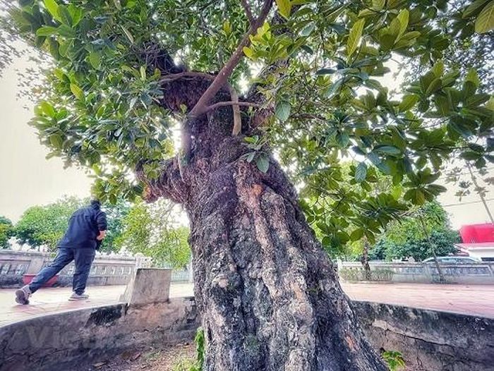 Nơi đây trở thành điểm dừng của không chỉ người làng mỗi buổi chiều vào hóng mát, nghỉ chân mà du khách khi tìm đến cũng tỏ ra bất ngờ và thích thú khi được chiêm ngưỡng 'cụ mít'. (Nguồn: Vietnam+)