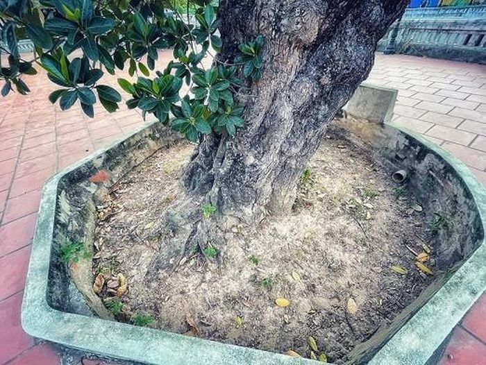 Cùng với bóng cây cổ thụ trồng trước điếm canh, khi xưa nơi đây ban ngày người dân dùng làm chốn nghỉ mát, vui chơi, ban đêm các trai phu thay phiên canh gác cho giấc ngủ dân làng. (Nguồn: Vietnam+)