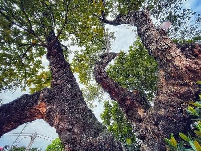 'Cụ mít' có thế dáng vô cùng độc đáo. ((Nguồn: Vietnam+)