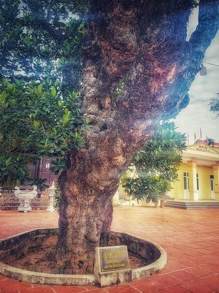 Cây mít cổ thụ này do người làng Cổ Loa 'trồng trên đất Đế Vương' xưa. (Nguồn: Vietnam+)