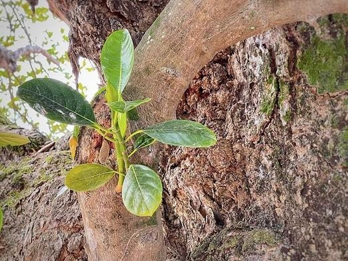 Những bậc cao niên trong làng cho biết khi họ sinh ra thì cây mít đã ở đó và đã xù xì như bây giờ rồi. (Nguồn: Vietnam+)