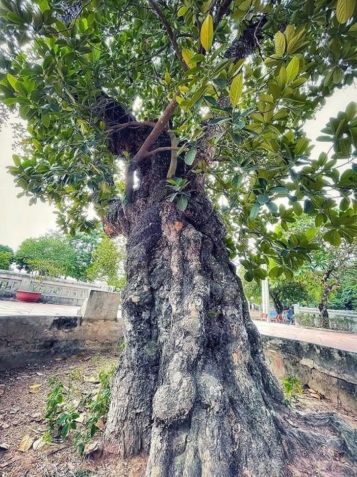 Các ngày lễ tết, điếm canh là nơi tụ họp chơi vui các trò tổ tôm, xóc đĩa, đánh cờ... và cây cổ thụ trồng trước điếm được ví như linh hồn, biểu tượng được người dân tôn sùng. (Nguồn: Vietnam+)