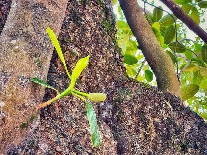 Cây mít cổ vẫn ra trái đều mỗi mùa. (Nguồn: Vietnam+)