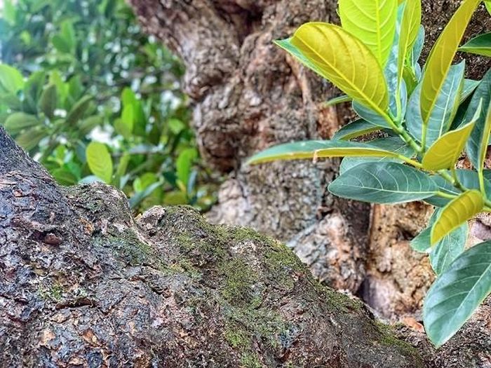 Theo phong tục xưa ở các làng quê Việt Nam, người dân thường trồng những cây cổ thụ làm bóng mát và hơn hết còn mang ý nghĩa phong thủy. (Nguồn: Vietnam+)