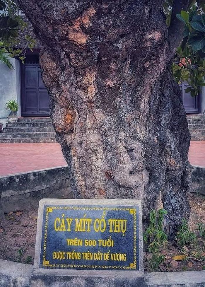 Gốc cây to cỡ 2 người ôm không xuể. (Nguồn: Vietnam+)
