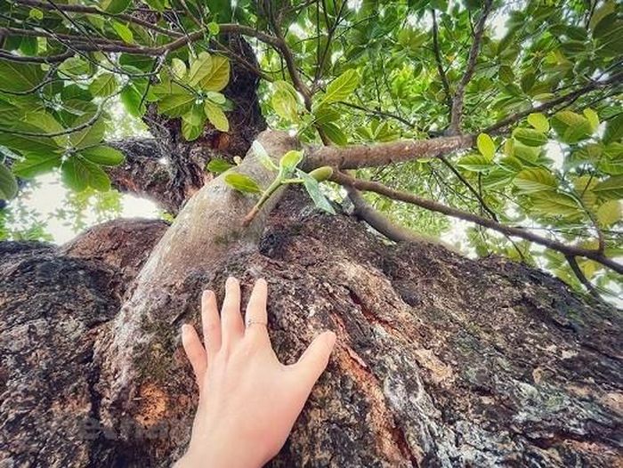 Mặc dù thân cây cao lớn, xù xì cổ quái là thế nhưng vẫn tiếp tục bật lên những nhánh non xanh. (Nguồn: Vietnam+)