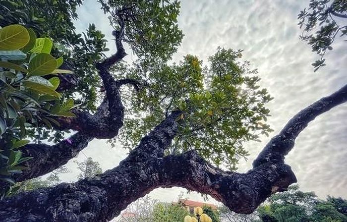 Dấu ấn thời gian in đậm trên từng nhánh thân cây vươn xòa khắp sân. (Nguồn: Vietnam+)