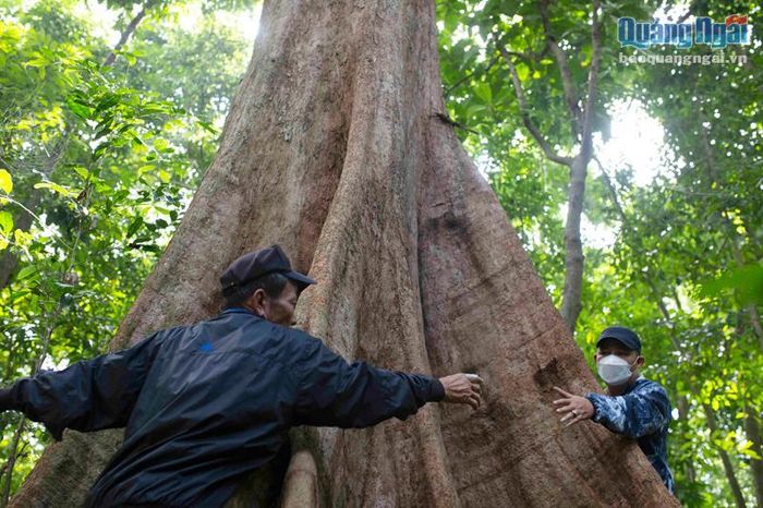 Gốc cây cổ thụ bên trong rừng tự nhiên An Tráng. Ảnh: T.Hậu