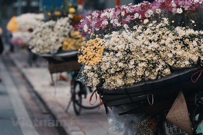  Nhắc đến mùa Đông Hà Nội, người ta sẽ không thể không nghĩ ngay đến những cánh họa mi trắng muốt dịu dàng và kiêu hãnh trên nhữngchiếc xe chở hoa rong qua phố mỗi ngày. (Ảnh: Hoài Nam/Vietnam+) 