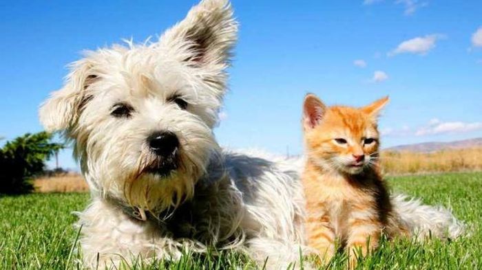 Tại các gia đình nhất là ở nông thôn, hai con vật được nuôi nhiều có lẽ là chó và mèo