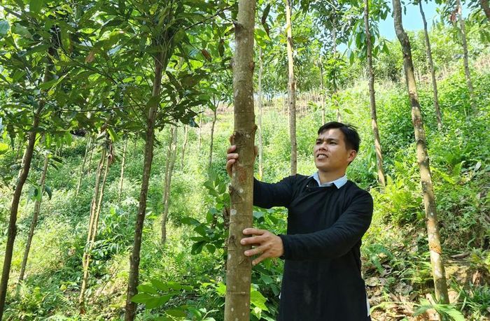 Anh Bàn Văn Ngăm chăm sóc diện tích quế của gia đình.