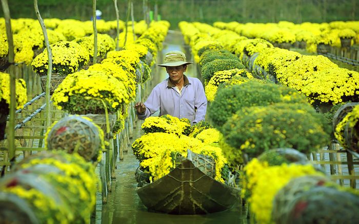 Nông dân làng hoa Sa Đéc (Đồng Tháp) vừa chăm sóc hoa, vừa nghe ngóng tình hình thị trường vụ Tết. Ảnh: NGUYỄN CHÍ NAM