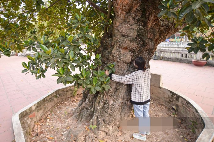 Gốc cây mít to cỡ 2 người ôm còn không xuể. Ảnh: Dân Việt