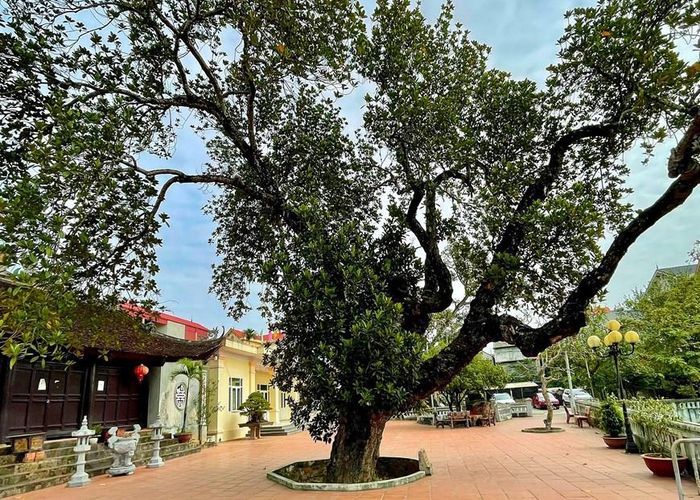 Ít ai biết giữa thủ đô Hà Nội vẫn tồn tại một cây mít cổ thụ hơn 500 tuổi. Cây đứng sừng sững giữa sân văn hóa tại xóm Chợ, xã Cổ Loa (Đông Anh). Ảnh: Vietnam+