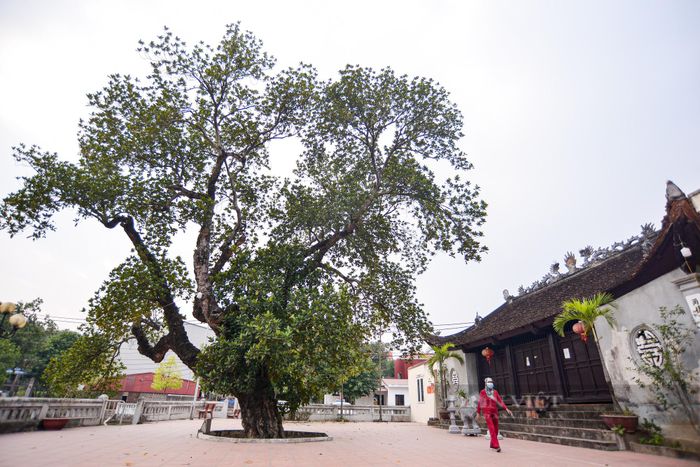 Cây mít 500 tuổi trở thành điểm dừng của không chỉ người làng mỗi buổi chiều vào hóng mát, mà du khách khi tìm đến cũng tỏ ra bất ngờ và thích thú. Ảnh: Dân Việt