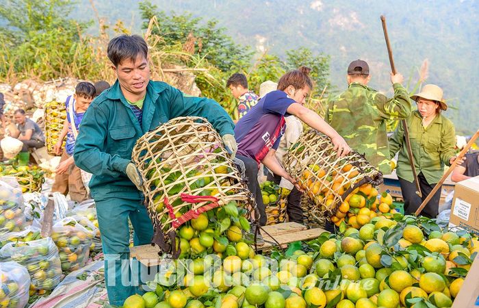 Hiện tại giá cam tại vườn có giá giao động từ 6 đến 8 nghìn đồng/kg.