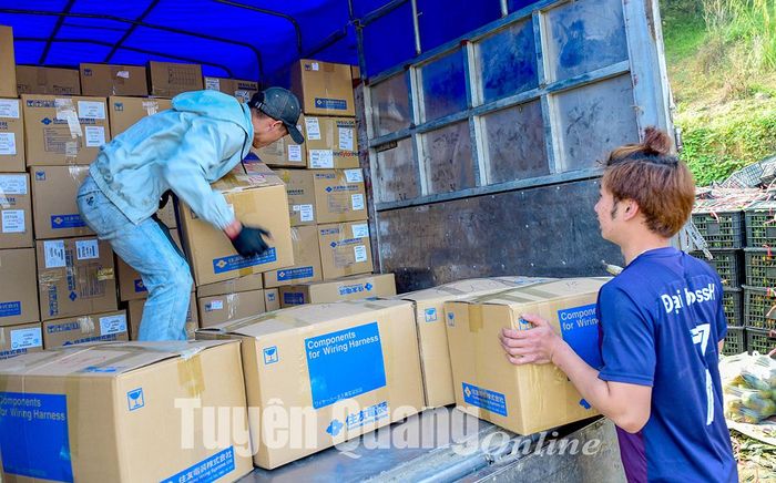 Các xe tải tập kết thu mua, vận chuyển cam ngay tại vườn. 