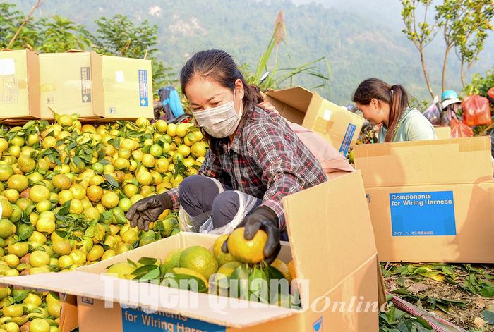 Thị trường tiêu thụ cam sành chủ yếu ở các tỉnh miền Trung và miền Nam.