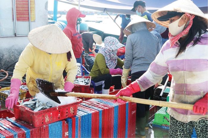 Hải sản cập bờ tại Cảng cá Thuận An có giá trị không cao