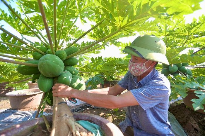 Ông Nguyễn Văn Thêu chia sẻ: ''Đu đủ bonsai khá khó trồng, rất dễ bị sâu và hư hỏng, nếu không có kinh nghiệm chăm bẵm cây sẽ rất dễ bị hủi và không thể cho ra thị trường''.