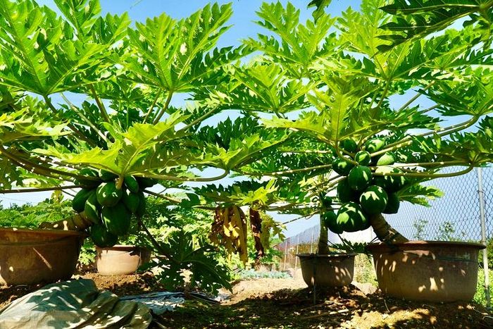 Ngoài những loại cây cảnh quen thuộc như đào, quất, bưởi... thì đu đủ bonsai cũng là loại cây được nhiều người săn đón.