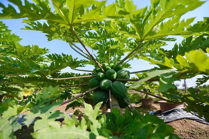 Vườn đu đủ của gia đình nhà ông Nguyễn Văn Thêu (huyện Văn Giang, tỉnh Hưng Yên) năm nay đạt sản lượng thành công trên 50%.
