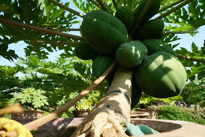 Năm nay, vườn của ông Thêu trồng hơn 100 cây đu đủ bonsai nhưng các chậu đu đủ có đầy đủ các yếu tố như: Thế cây đẹp; đủ hoa nở; quả to và đều; lá xanh đẹp và có lá lộc... để đưa ra thị trường thì chỉ có khoảng 50 cây.