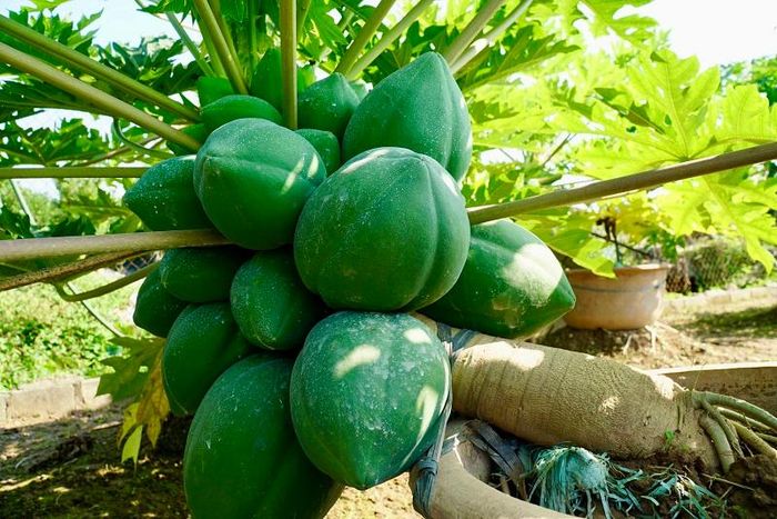 Để có được những chậu cây đu đủ bonsai thì việc chăm sóc và đặc biệt quan tâm hơn so với những loại cây khác. Khâu chăm sóc phải từ việc chọn đất trồng, đất trồng phải dùng loại chưa gieo trồng bất cứ loại cây nào, rồi đến lựa chọn cây giống để đu đủ bonsai phát triển tốt.