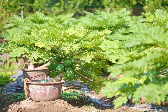 Cây đu đủ tượng trưng cho sự no đủ, sum vầy, bền vững nên được khá nhiều người săn đón về trưng Tết. Tuy nhiên, theo các chủ vườn, đu đủ bonsai rất khó chăm nên số lượng cây đạt rất ít, do đó người chơi phải nhanh tay đặt sớm nếu muốn rinh về chơi Tết.