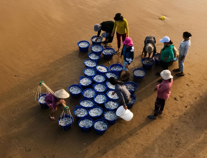 Cá về bến