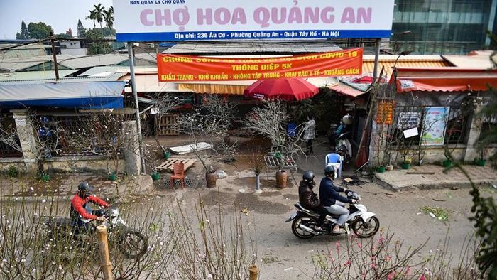Chợ hoa Quảng An (quận Tây Hồ, Hà Nội) thời điểm này đã bắt đầu bày bán đào Nhật Tân dù còn khoảng hơn một tháng nữa mới đến Tết Nguyên đán Nhâm Dần