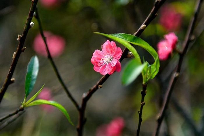 Đây là lứa đào nở sớm hơn chính vụ vào dịp sát Tết