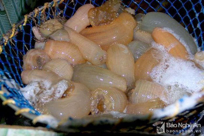 Giá rum biển loại 1 hiện dao động từ 180.000 - 200.000 đồng/kg. Ảnh: Q.A