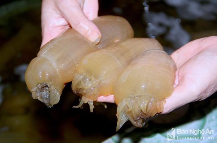 Rum biển dài, có các xúc tu để tìm kiếm thức ăn, khi vớt lên sẽ thun lại. Ảnh: X.H