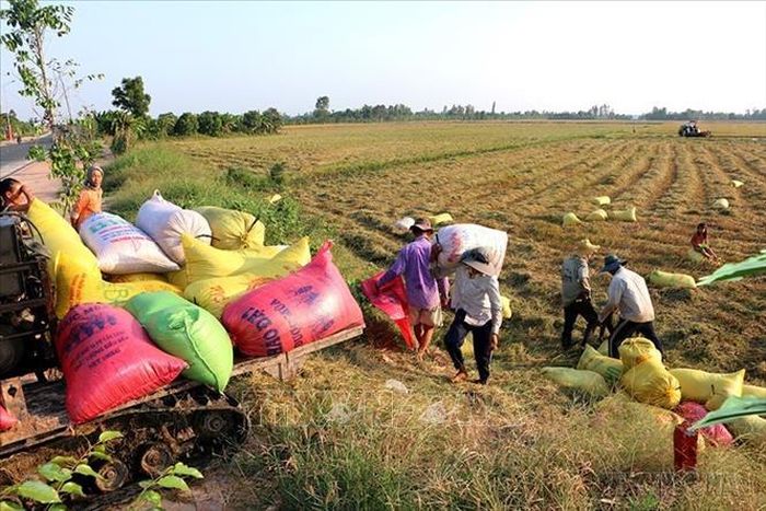 Bộ Nông nghiệp và Phát triển nông thôn vừa phê duyệt đề án tái cơ cấu ngành lúa gạo Việt Nam đến năm 2025 và 2030. Trong đó, điểm đáng chú ý của đề án là sản lượng xuất khẩu gạo giảm dần theo từng thời kỳ, song các chỉ tiêu về gạo đặc sản, gạo chất lượng cao, sản phẩm chế biến từ gạo, tỷ lệ gạo có thương hiệu đều tăng dần qua từng năm. Trong ảnh: Nông dân huyện Vị Thủy (Hậu Giang) thu hoạch lúa trên cánh đồng mẫu lớn và được thương lái thu mua tại ruộng. Ảnh: Huỳnh Sử/ TTXVN