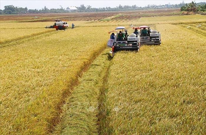 Nhu cầu về gạo chất lượng cao ngày càng tăng. Xu hướng này tạo cơ hội cho các nông hộ nhỏ tham gia vào thị trường tiềm năng này và tạo ra thu nhập tốt hơn từ lúa gạo. Trong ảnh: Nông dân tỉnh Đồng Tháp thu hoạch rộ vụ lúa Hè Thu 2021. Ảnh: Chương Đài/TTXVN