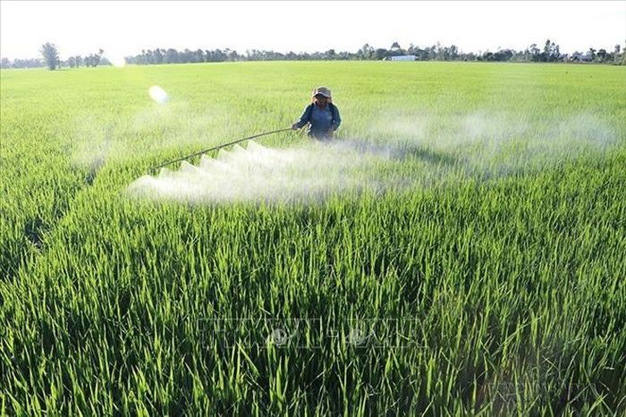 Diện tích lúa chiếm 82% diên tích đất canh tác ở Việt Nam. Có khoảng 52% sản lượng lúa Việt Nam được sản xuất ở đồng bằng sông Cửu Long và 18% ở đồng bằng sông Hồng. Trong ảnh: Nông dân tỉnh Đồng Tháp chăm sóc lúa vụ Đông xuân 2018 – 2019. Ảnh: Nguyễn Văn Trí/TTXVN