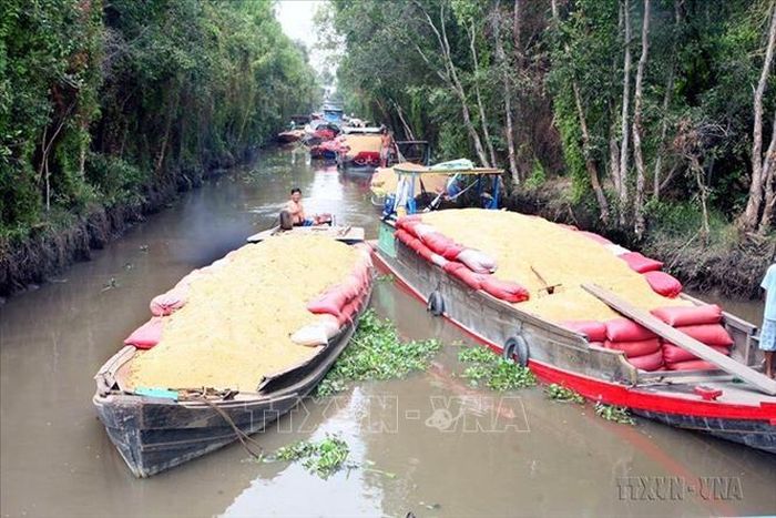 Thực hiện chiến lược về an toàn thực phẩm mang tính chất đồng loạt, từ năm 2008, Bộ NN và PTNT đã khởi động chương trình trồng lúa theo tiêu chuẩn VietGAP, trồng lúa hữu cơ và lúa đặc thù, sau đó là chương trình trồng lúa bền vững. Trong ảnh: Nông dân huyện Thạnh Hóa (Long An) vận chuyển thóc vừa thu hoạch. Ảnh: Đình Huệ/TTXVN