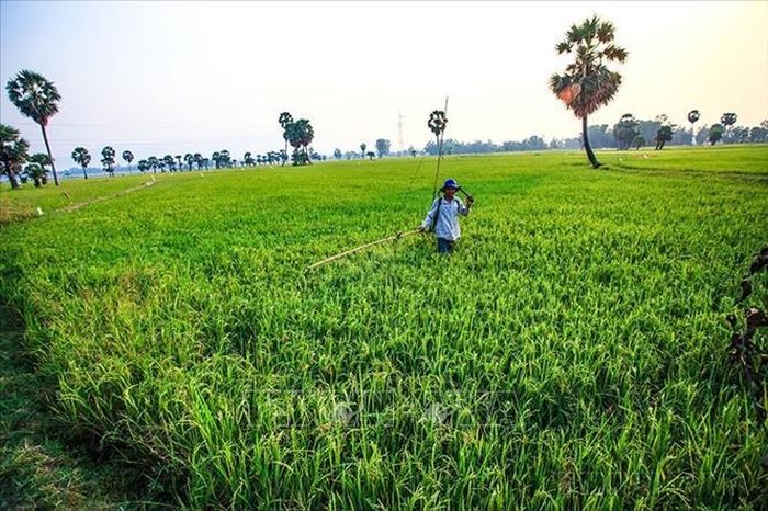 Chương trình “cánh đồng mẫu lớn” đã giúp thay đổi nhận thức về mối liên kết giữa các thành phần tham gia trong chuỗi sản xuất và tiêu thụ lúa gạo. Trong ảnh: Nông dân tỉnh An Giang chăm sóc lúa trên cánh đồng mẫu lớn. Ảnh: Trọng Đạt/TTXVN