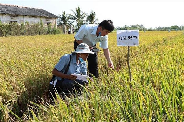 Cơ cấu giống lúa của Việt Nam bắt đầu thay đổi cách đây 20 năm, từ Chương trình giống Quốc gia. Trong ảnh: Đánh giá đặc tính và phẩm chất của các bộ giống lúa chịu mặn tại Bến Tre. Ảnh: Công Trí /TTXVN
