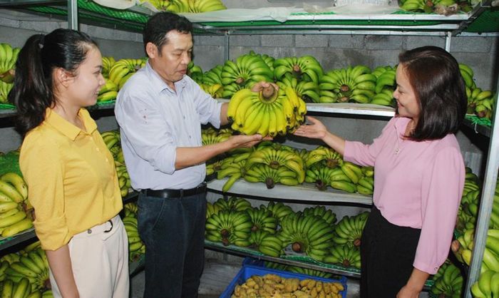Quả chuối tiêu hồng xã vạn hòa đạt sản phẩm OCOP 3 sao cấp tỉnh.