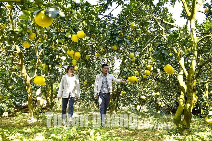 Các vườn bưởi đang chín vàng của huyện Yên Sơn là điểm tham quan thú vị.