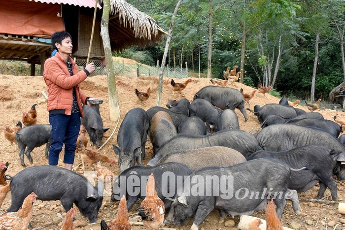 Mô hình chăn nuôi lợn đen, gà thịt của anh Bàn Càn Thêm cho hiệu quả kinh tế cao.