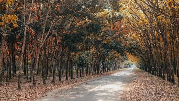 (Ảnh: Viên Diệu Phát)