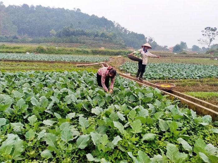 Người dân thôn Quyết Tâm, xã Thái Niên chăm sóc rau vụ đông.