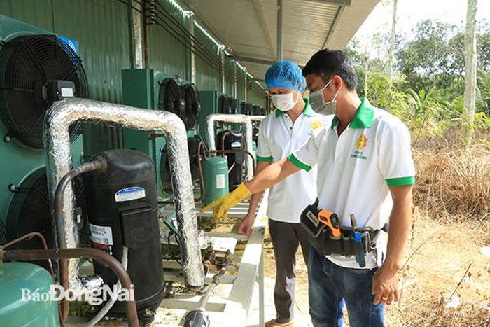 Các kỹ sư cơ điện luôn phải giám sát để đảm bảo cung cấp đủ độ ẩm và nhiệt độ từ 10-120C giúp cây nấm phát triển tốt trong môi trường nhân tạo