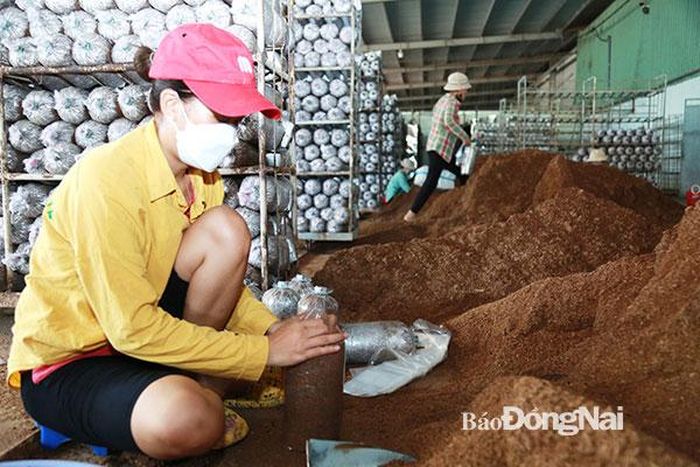 Công nhân đang đóng các bịch mùn cưa làm giá thể cấy nấm