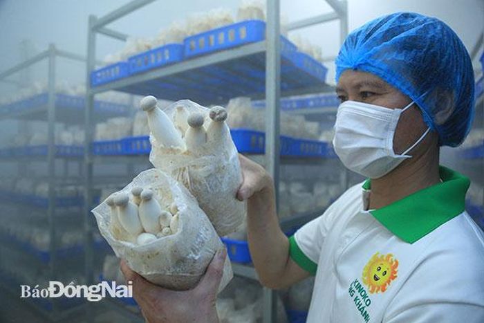 Nấm đùi gà sinh trưởng tốt, chuẩn bị đến giai đoạn thu hoạch