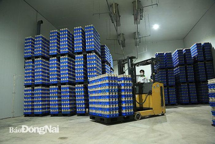 Toàn bộ quy trình sản xuất nấm công nghiệp được cơ giới hóa