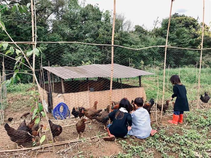 Ở nông trại, các con Lý Hải - Minh Hà được cùng bố mẹ trồng rau, nuôi gà, lội ruộng...những việc ít khi có cơ hội trải nghiệm ở thành phố.